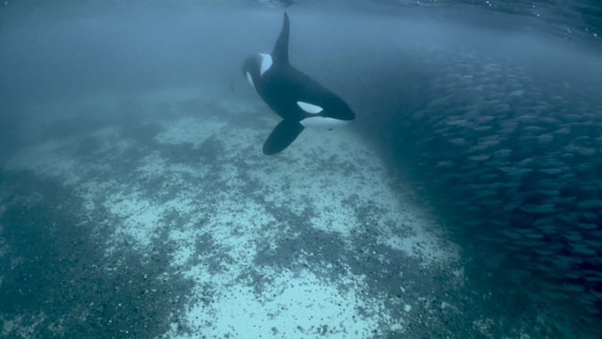 Unity is strength - herrings sharing